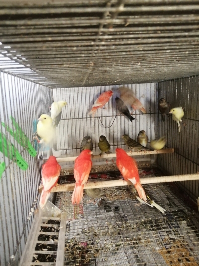 канарчета